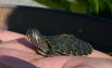 tangi001002.jpg